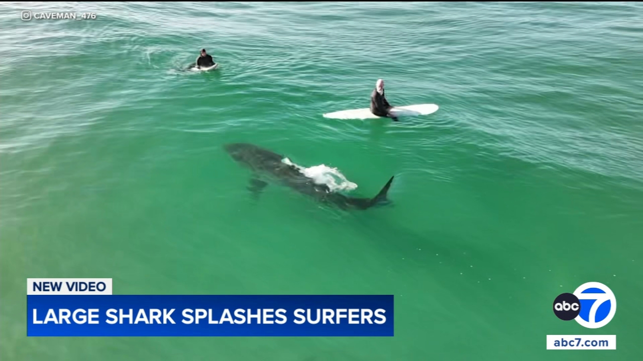 Shark swims near surfers, splashes one with its tail in close encounter off California coast, video shows
       — Geneva Sports news